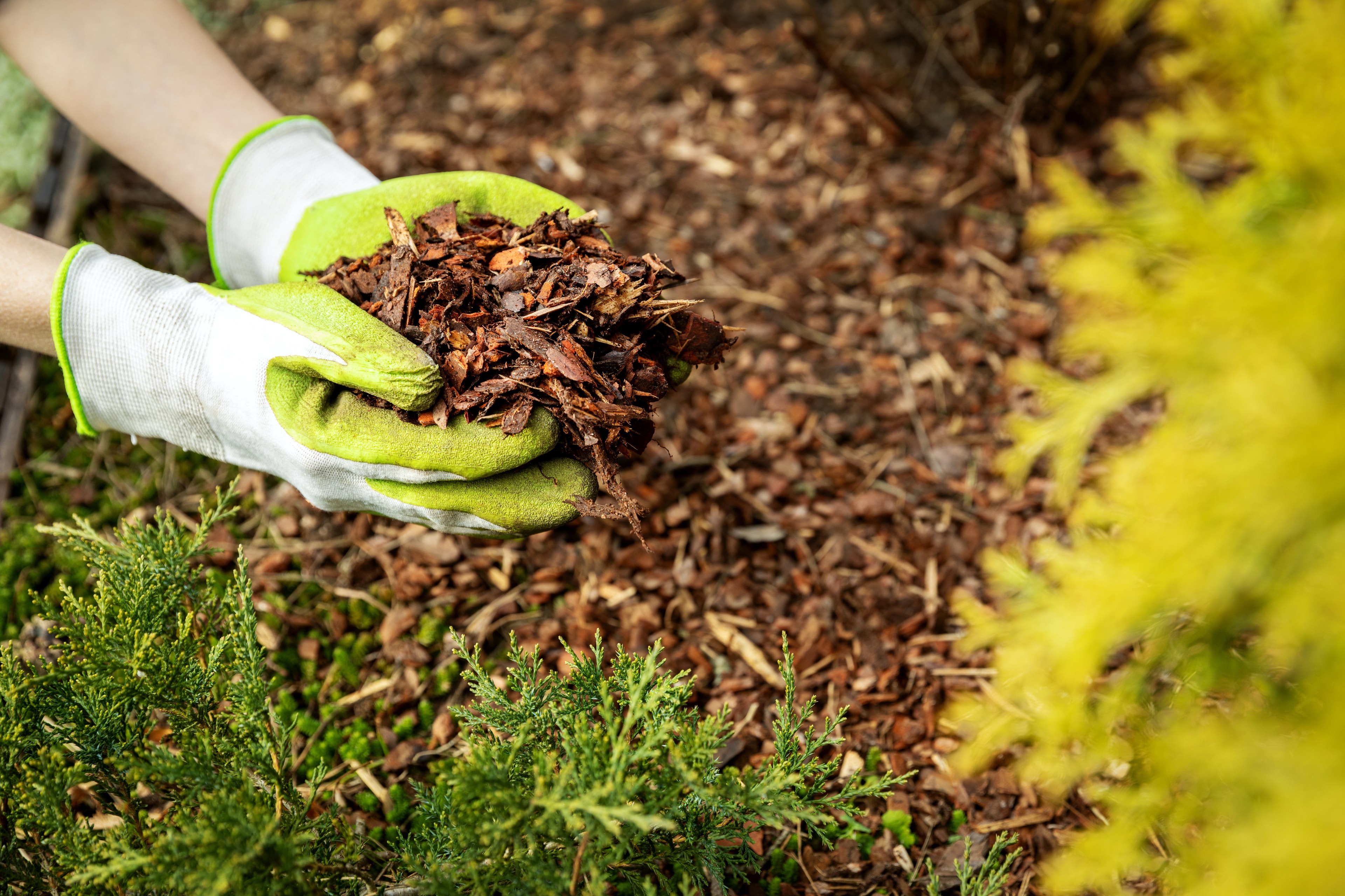 Unbehandelter Rindenmulch aus Österreich