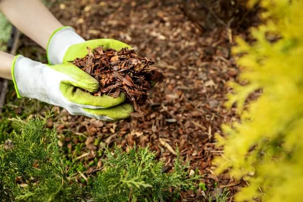 Unbehandelter Rindenmulch aus Österreich
